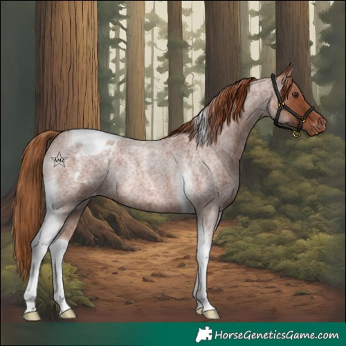 Horse Color:Red Roan Tobiano Blanket Rabicano