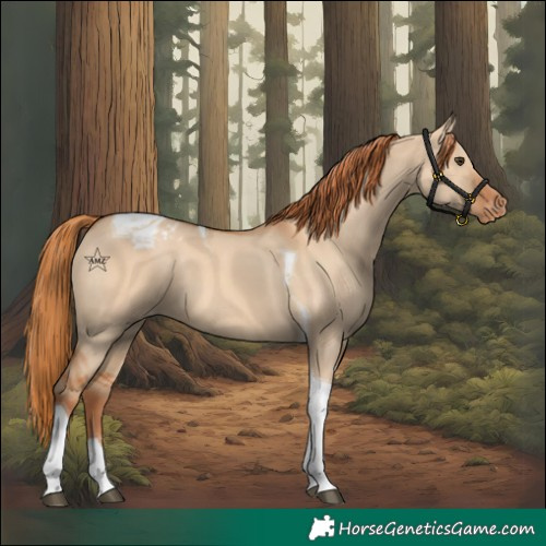 Horse Color:Red Dun Tobiano Blanket