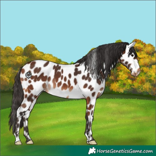 Horse Color:Bay Leopard