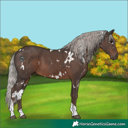 Horse Color:White Spotted Silver Black Tobiano