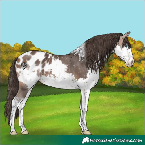 Horse Color:Bay Sabino Splash Tobiano Blanket