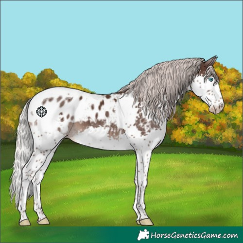 Horse Color:Silver Black Splash Tobiano Blanket 