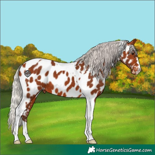 Horse Color:Silver Bay Tobiano Near Leopard