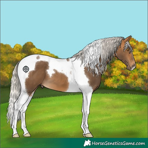 Horse Color:Silver Buckskin Tobiano 