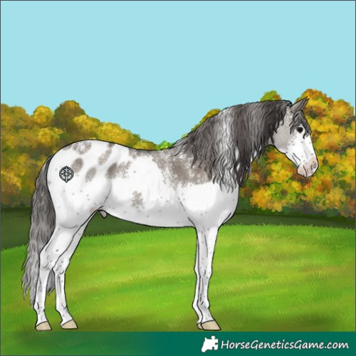 Horse Color:Powder White Grullo Splash Blanket 