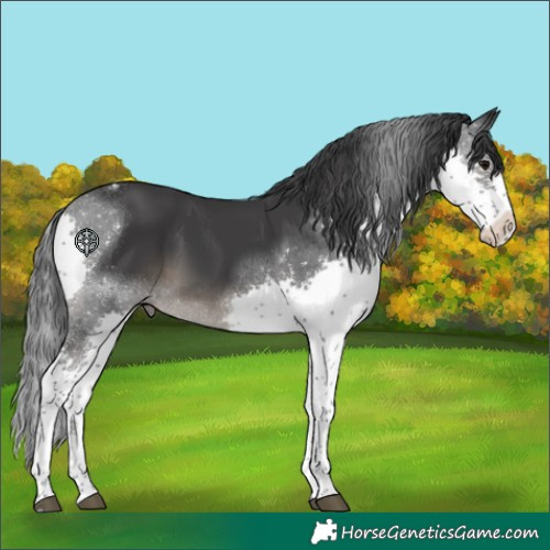 Horse Color:Black Splash Tobiano 