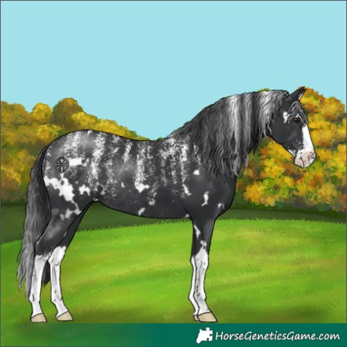 Horse Color:Powder White White Spotted Black Splash Rabicano 