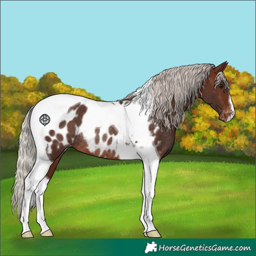 Horse Color:Silver Brown Tobiano Near Leopard Rabicano