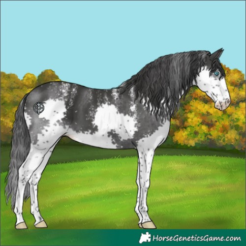 Horse Color:Powder White Black Splash