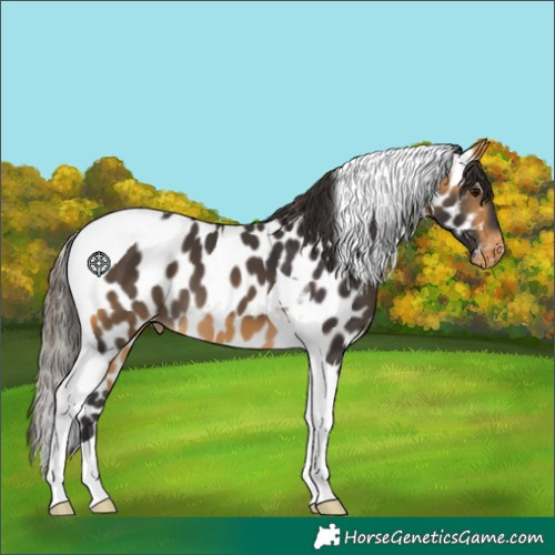 Horse Color:Buckskin Tobiano Leopard 