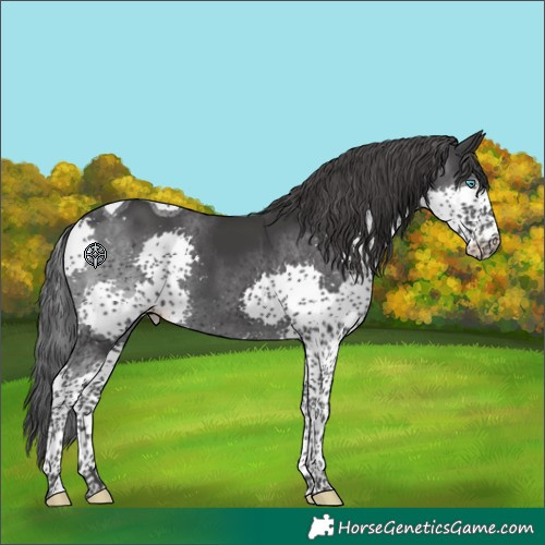 Horse Color:Black Splash Tobiano Varnish 