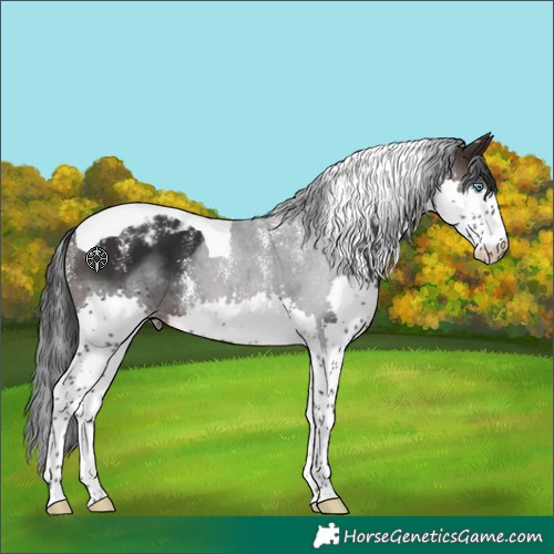 Horse Color:Powder White Brown Splash Tobiano Varnish