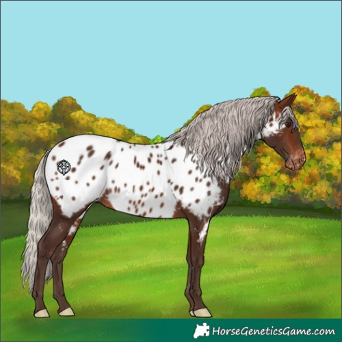Horse Color:Silver Brown Near Leopard 