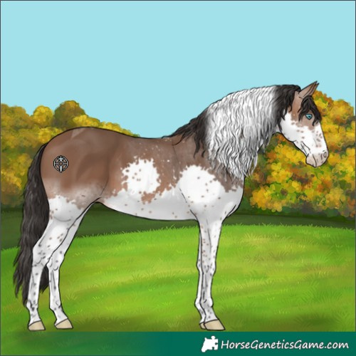Horse Color:Bay Splash Tobiano