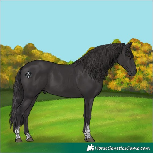 Horse Color:Smoky Black Tobiano 