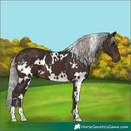 Horse Color:White Spotted Silver Brown