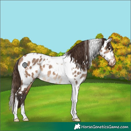 Horse Color:White Spotted Bay Dun Tobiano Near Leopard Rabicano 