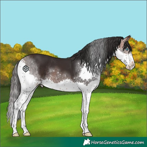 Horse Color:Brown Splash Tobiano Rabicano