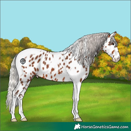 Horse Color:Silver Brown Tobiano Near Leopard 