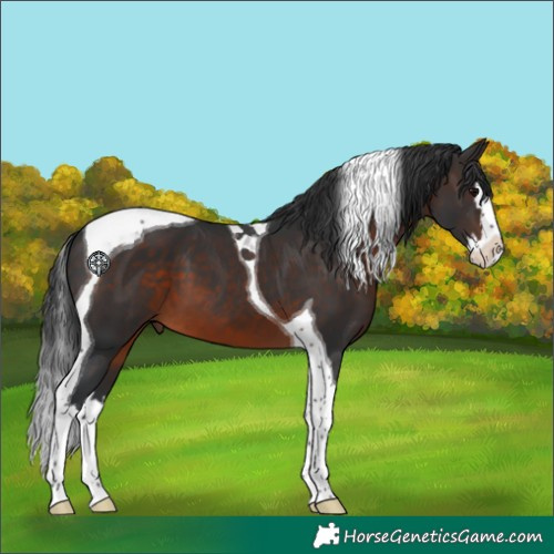 Horse Color:Brown Splash Tobiano 