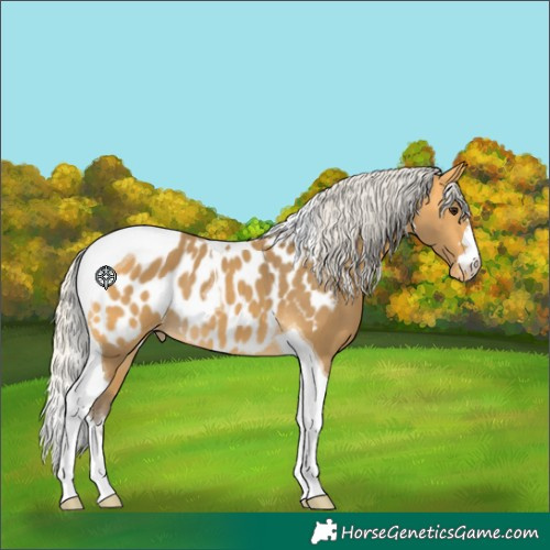 Horse Color:Silver Buckskin Tobiano Near Leopard 