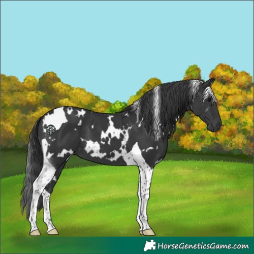 Horse Color:White Spotted Black Tobiano
