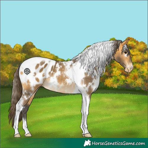 Horse Color:White Spotted Buckskin Tobiano Blanket