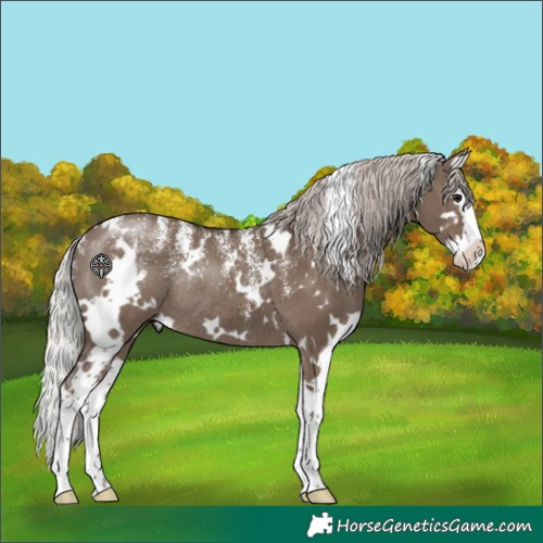 Horse Color:Powder White White Spotted Silver Grullo Splash Rabicano