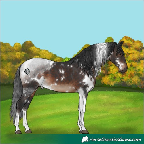 Horse Color:White Spotted Brown Tobiano 