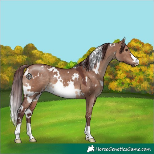 Horse Color:White Spotted Chocolate Brown Dun