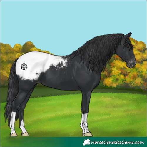 Horse Color:Black Snowcap