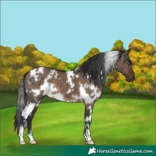Horse Color:White Spotted Brown Dun