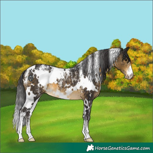 Horse Color:Powder White White Spotted Buckskin