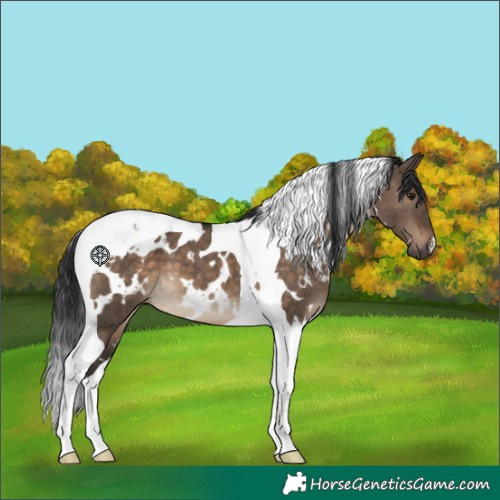 Horse Color:White Spotted Brown Dun Tobiano 