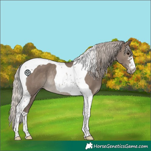Horse Color:Silver Grullo Tobiano Varnish Rabicano