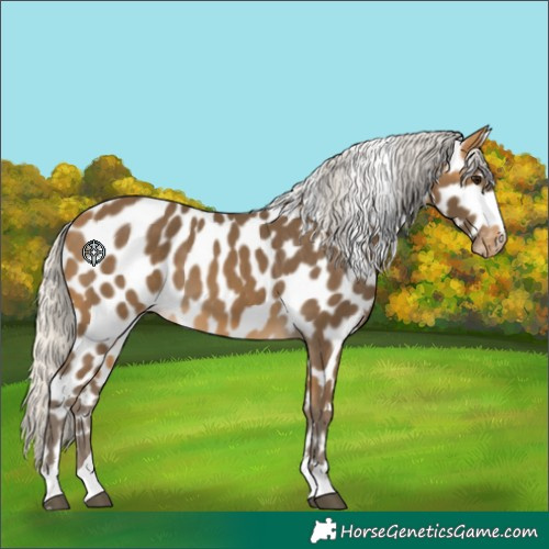 Horse Color:Silver Buckskin Leopard