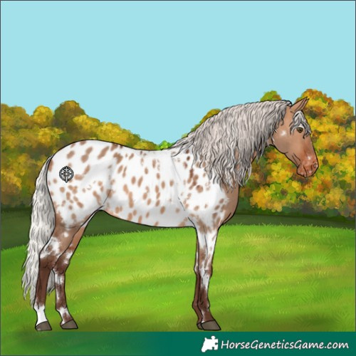 Horse Color:White Spotted Silver Brown Dun Near Leopard 