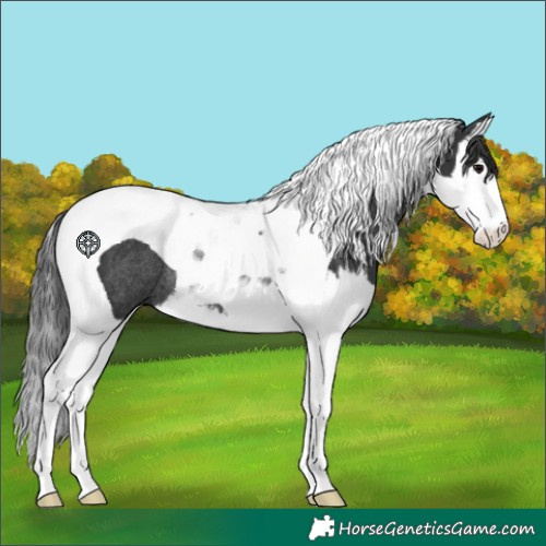 Horse Color:Black Splash Tobiano Rabicano 