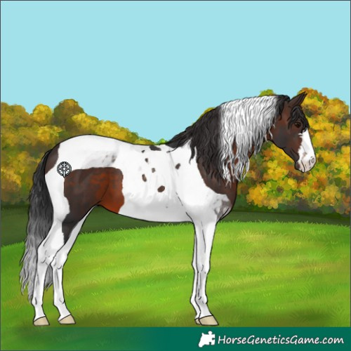 Horse Color:Brown Tobiano
