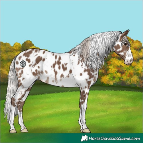 Horse Color:White Spotted Silver Black Near Leopard 