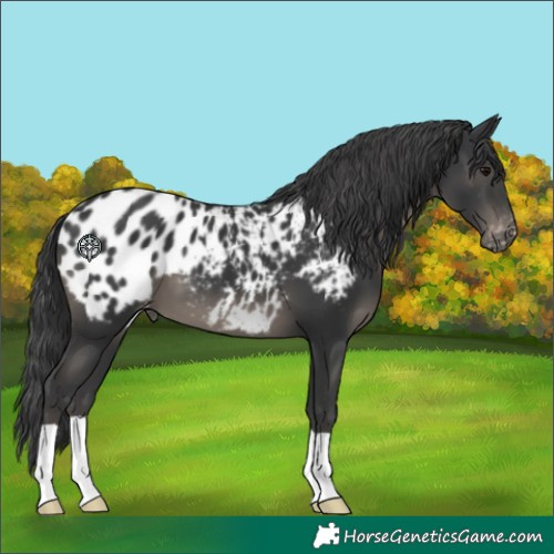 Horse Color:Black Blanket 