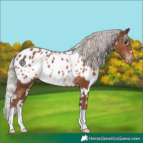 Horse Color:White Spotted Silver Black Near Leopard