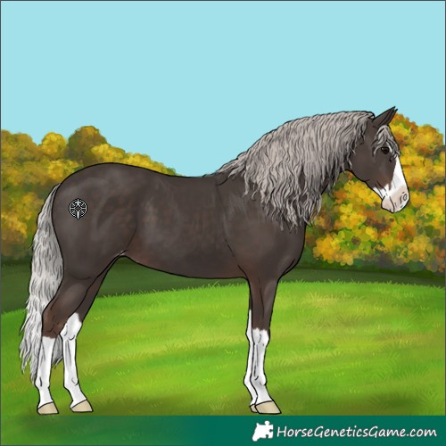 Horse Color:Silver Black Splash Varnish 