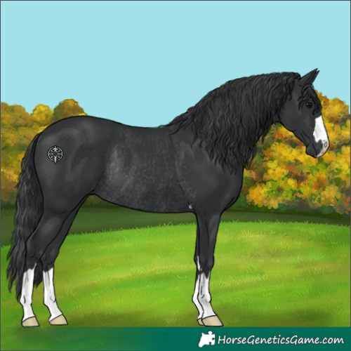 Horse Color:Black Rabicano 