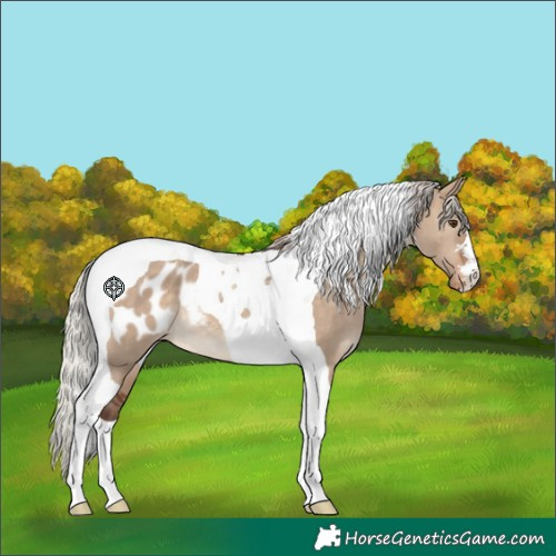 Horse Color:Silver Brown Dun Tobiano Blanket