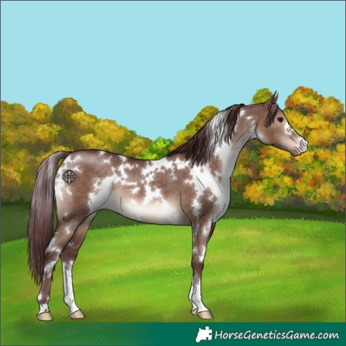 Horse Color:White Spotted Chocolate Brown Dun Varnish 
