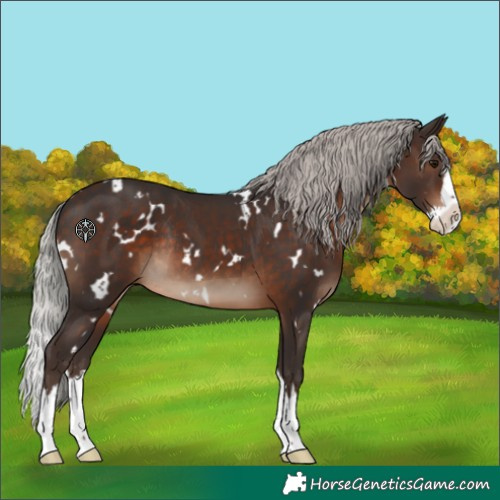 Horse Color:White Spotted Silver Brown Splash Rabicano