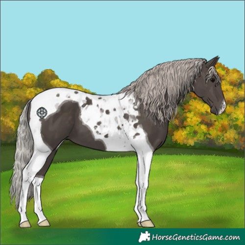 Horse Color:Silver Black Tobiano 