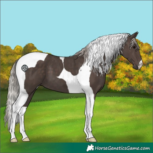 Horse Color:Silver Black Tobiano 
