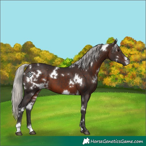 Horse Color:White Spotted Silver Brown